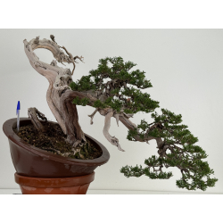Juniperus sabina -sabina rastrera- A01316