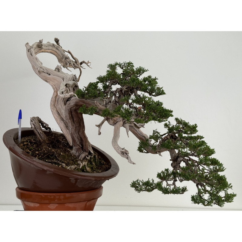 Juniperus sabina A01316