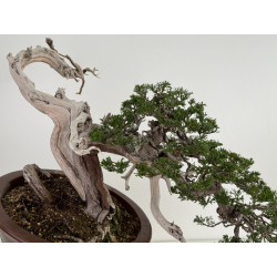 Juniperus sabina A01316 view 2