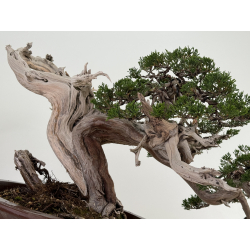 Juniperus sabina A01316 view 3