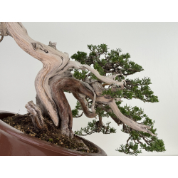 Juniperus sabina A01316 view 4