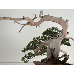 Juniperus sabina A01316 view 5