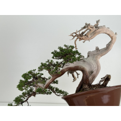 Juniperus sabina A01316 view 6