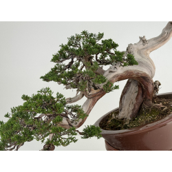 Juniperus sabina A01316 view 7