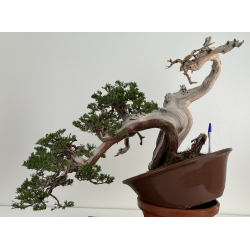 Juniperus sabina A01316 view 8