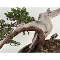 Juniperus sabina A01316 view 9