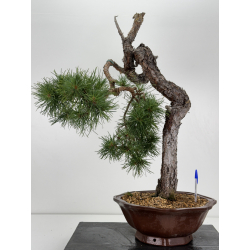 Pinus sylvestris - pino silvestre europeo - I-7243