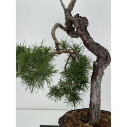 Pinus sylvestris I-7243 view 2