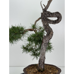 Pinus sylvestris I-7243 view 3