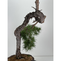 Pinus sylvestris I-7243 view 4