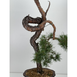 Pinus sylvestris I-7243 view 6