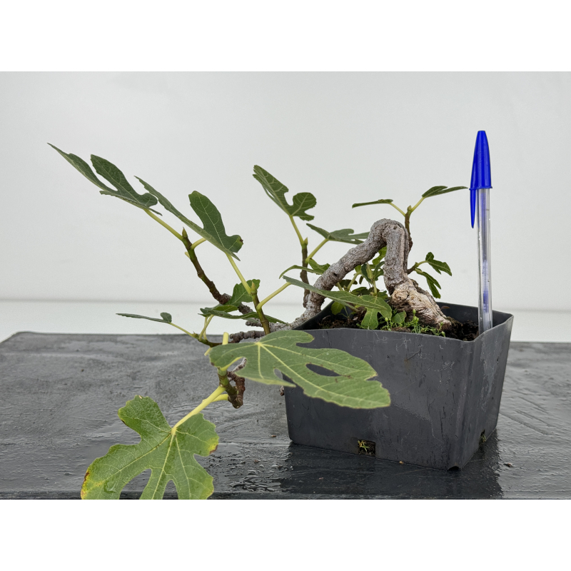 Ficus carica I-7246