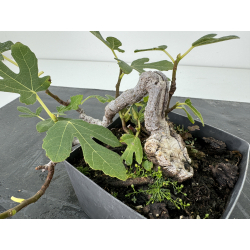 Ficus carica -higuera- I-7246 vista 2