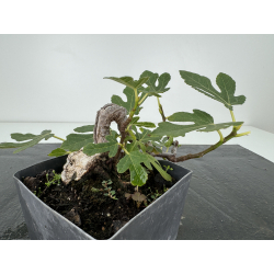 Ficus carica I-7246 view 3