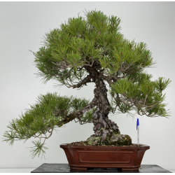 Pinus thunbergii -pino negro japonés- I-7249