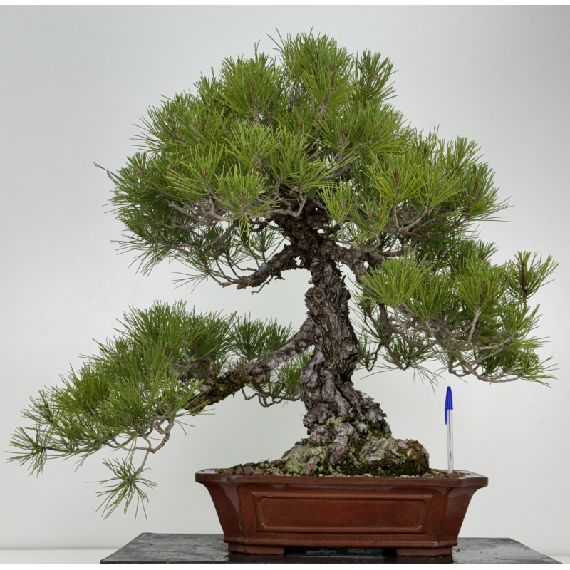 Pinus thunbergii  I-7249