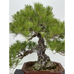 Pinus thunbergii  I-7249 view 2