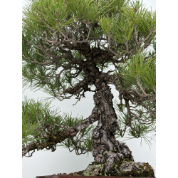 Pinus thunbergii  I-7244 view 4