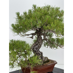 Pinus thunbergii  I-7249 view 5