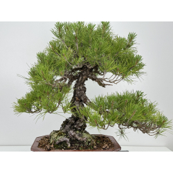 Pinus thunbergii  I-7249 view 6