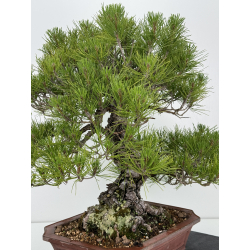 Pinus thunbergii  I-7249 view 7