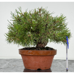 Pinus sylvestris - pino silvestre europeo - I-7248