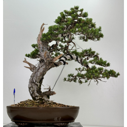 Pinus sylvestris - pino silvestre europeo - I-7250