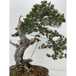 Pinus sylvestris I-7250 view 2