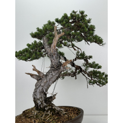 Pinus sylvestris I-7250 view 4