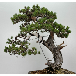 Pinus sylvestris I-7250 view 5