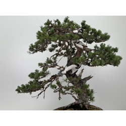 Pinus sylvestris I-7250 view 6