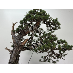 Pinus sylvestris I-7250 view 7