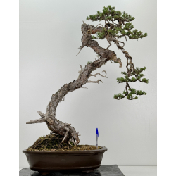 Pinus sylvestris (pino silvestre europeo) I-7244