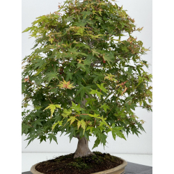 Acer palmatum yamamomiji I-7245 vista 4