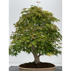 Acer palmatum yamamomiji I-7245 vista 5