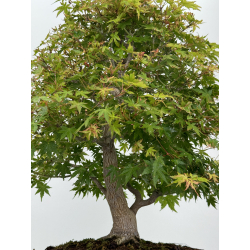 Acer palmatum yamamomiji I-7245 vista 6