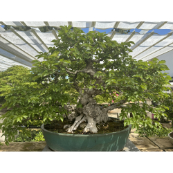 Carpinus turczaninovii -carpe coreano- I-6311 foto jardin