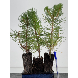 Pinus sylvestris I-7256