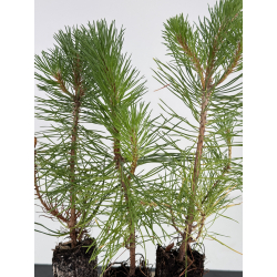 Pinus sylvestris I-7256 view 2