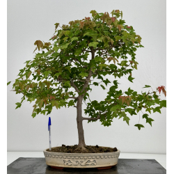 Acer buergerianum I-7258