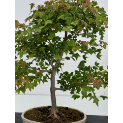 Acer buergerianum I-7258 vista 2