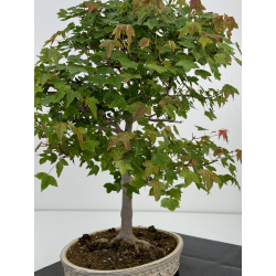 Acer buergerianum I-7258 vista 4