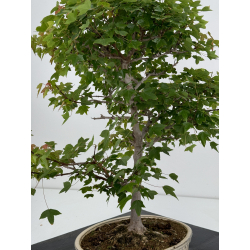 Acer buergerianum I-7258 vista 7