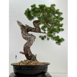 Pinus sylvestris - pino silvestre europeo - I-7251