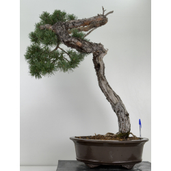 Pinus sylvestris I-7257