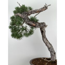 Pinus sylvestris I-7257 view 2