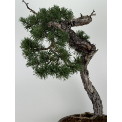 Pinus sylvestris I-7257 view 6