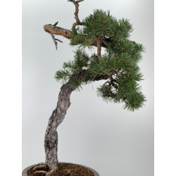 Pinus sylvestris I-7257 view 7