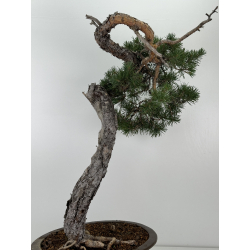 Pinus sylvestris I-7257 view 9