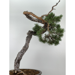 Pinus sylvestris I-7257 view 8